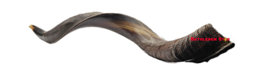 23" Yemenite Kudu Shofar - Natural mad in Israel