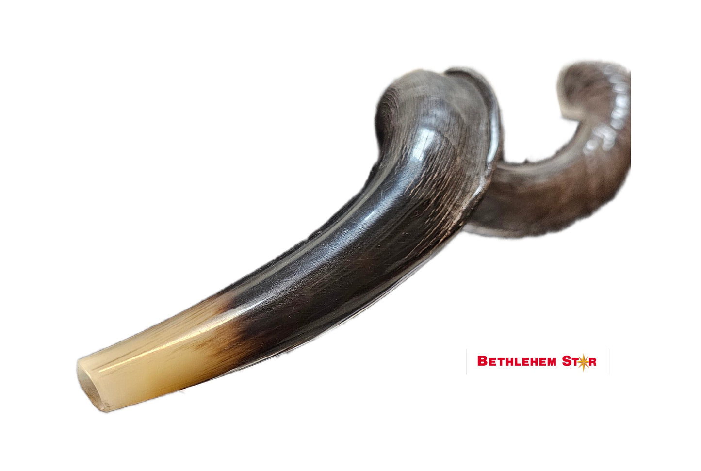 23" Yemenite Kudu Shofar - Natural mad in Israel