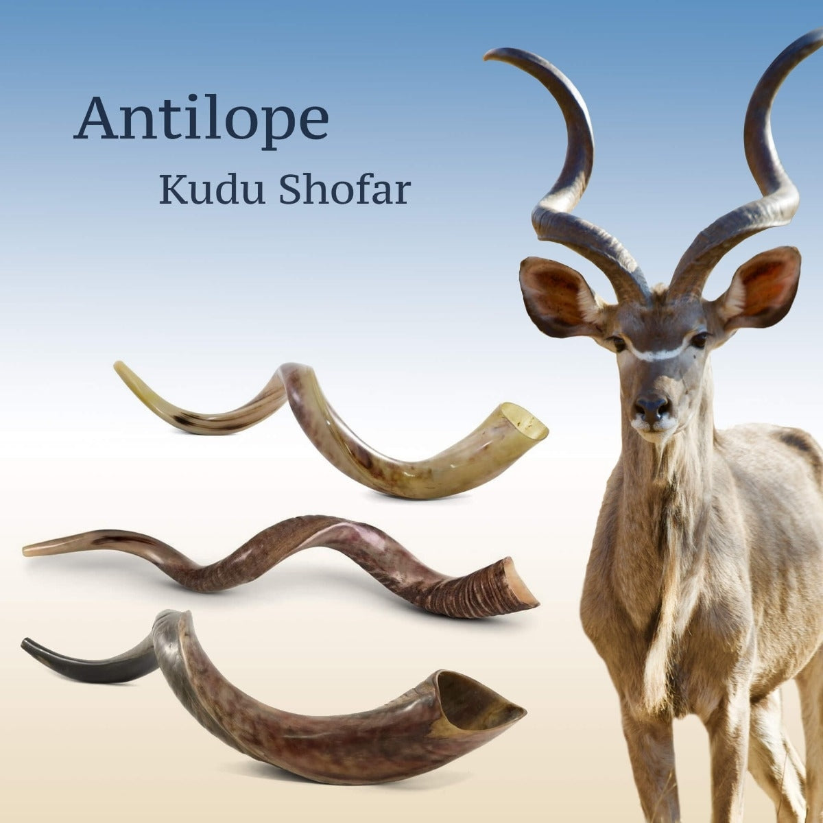 23" Yemenite Kudu Shofar - Natural mad in Israel